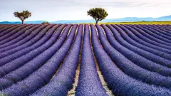 thumb image