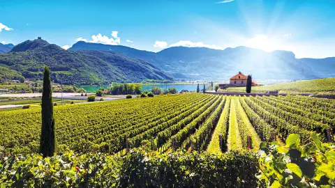 Weinberge Kalterer See-placeholder