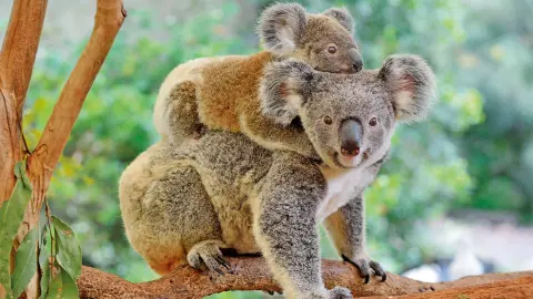 PER111_26_Australien_content_1920x1080px_Koalas-placeholder