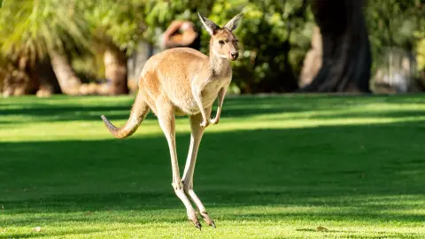 PER111_26_Australien_content_1920x1080px_Känguru-im-Yanchep-Nationalpark-placeholder