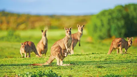 PER111_26_Australien_content_1920x1080px_Känguru-placeholder