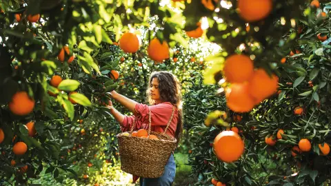 Besuch einer Orangenfarm (zubuchbar)-placeholder