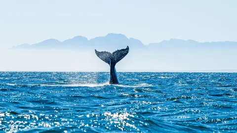 Auf Walbeobachtung mit trendtours in Island-placeholder